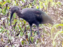 Plegadis falcinellus