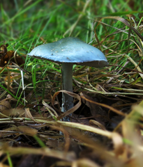 Stropharia aeruginosa