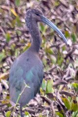 Plegadis falcinellus