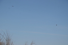 Buteo jamaicensis