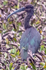 Plegadis falcinellus