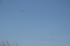 Buteo jamaicensis