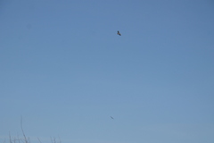 Buteo jamaicensis