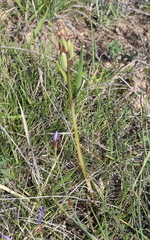 Ophrys tenthredinifera