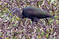 Plegadis chihi