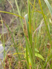 Carex lenticularis