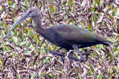 Plegadis chihi