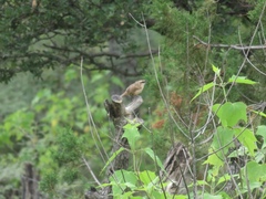 Campylorhynchus gularis