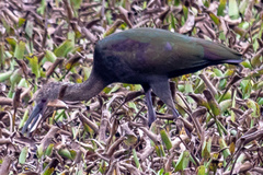 Plegadis chihi