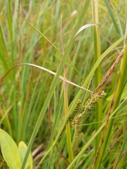 Carex lenticularis