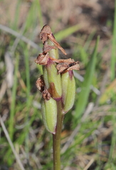 Ophrys tenthredinifera