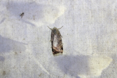 Cryptocala acadiensis