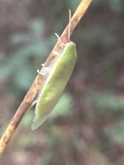 Panchlora nivea