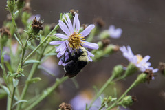 Bombus vosnesenskii