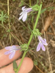 Lobelia brevifolia