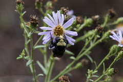 Bombus vosnesenskii
