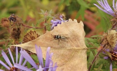 Anthomyia pluvialis