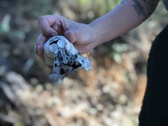 Vertebrata