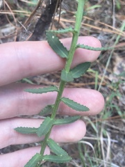 Lobelia brevifolia