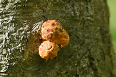 Pholiota aurivella