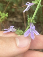 Lobelia brevifolia