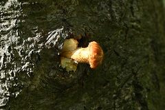 Pholiota aurivella