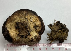 Pisolithus arenarius