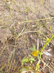 Bidens cernua