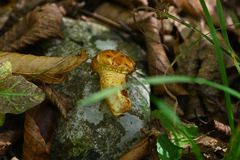Pholiota aurivella