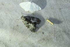 Catocala andromedae