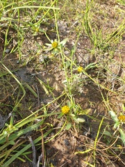 Bidens cernua