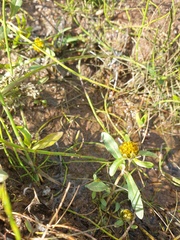Bidens cernua