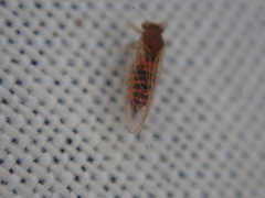 Psyllidae