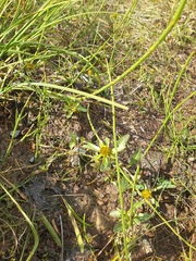 Bidens cernua