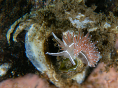 Coryphella monicae