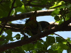 Thectocercus acuticaudatus