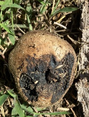 Pisolithus arenarius