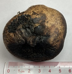 Pisolithus arenarius