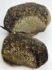 Pisolithus arenarius