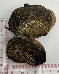 Pisolithus arenarius