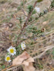 Symphyotrichum ericoides