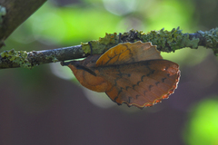 Gastropacha quercifolia