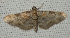 Eupithecia linariata