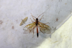 Opheltes glaucopterus