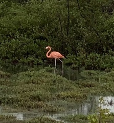 Phoenicopterus ruber