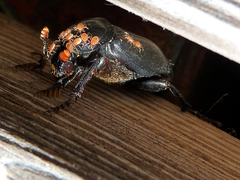 Nicrophorus humator