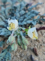 Chylismia claviformis