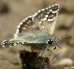 Pyrgus carthami