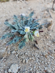 Chylismia claviformis