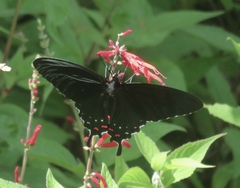 Parides alopius